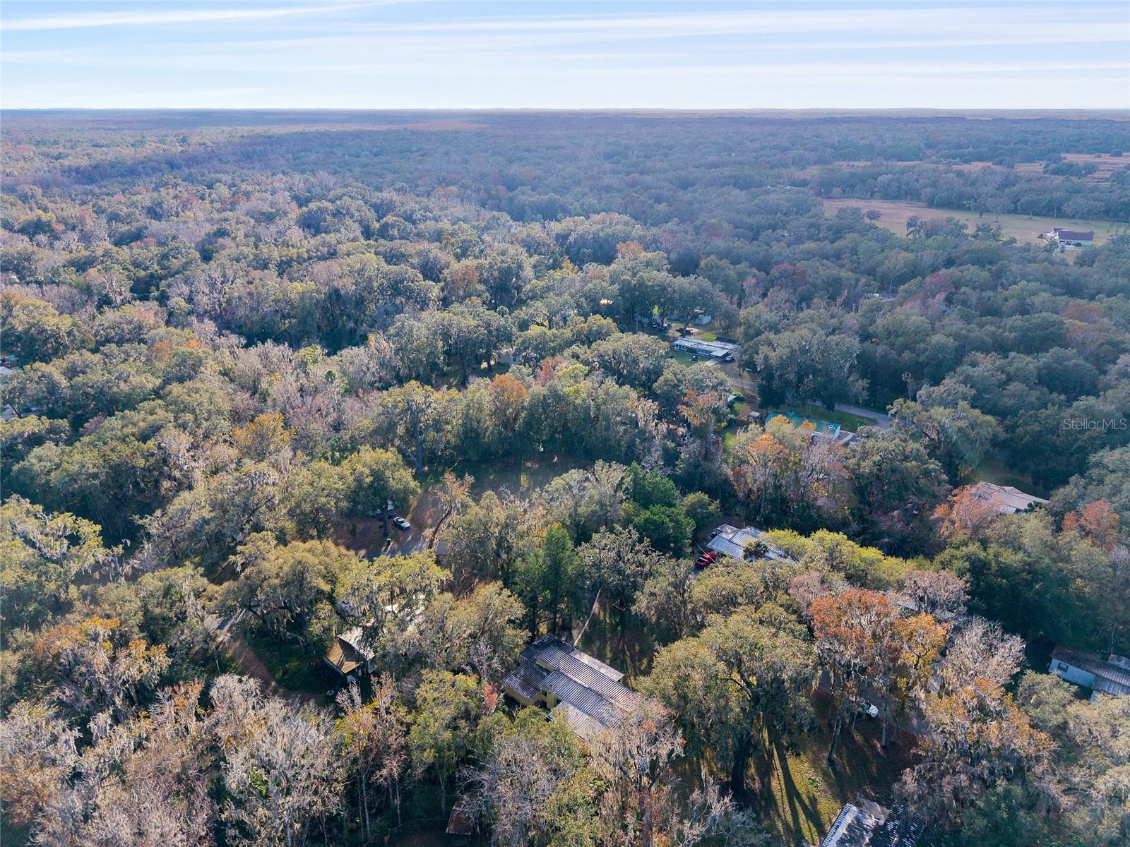 OLIVE PALM - Residential