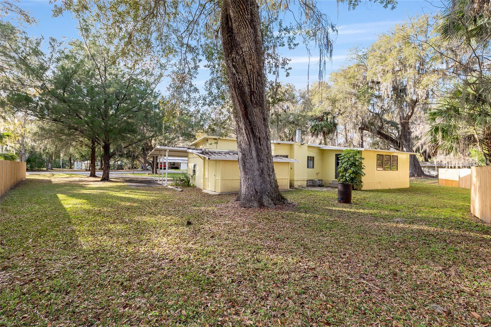 OLIVE PALM - Residential