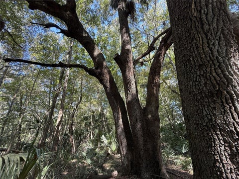 Tiny photo for 1 NW 193rd St, Micanopy, FL 32667 (MLS # OM731191)