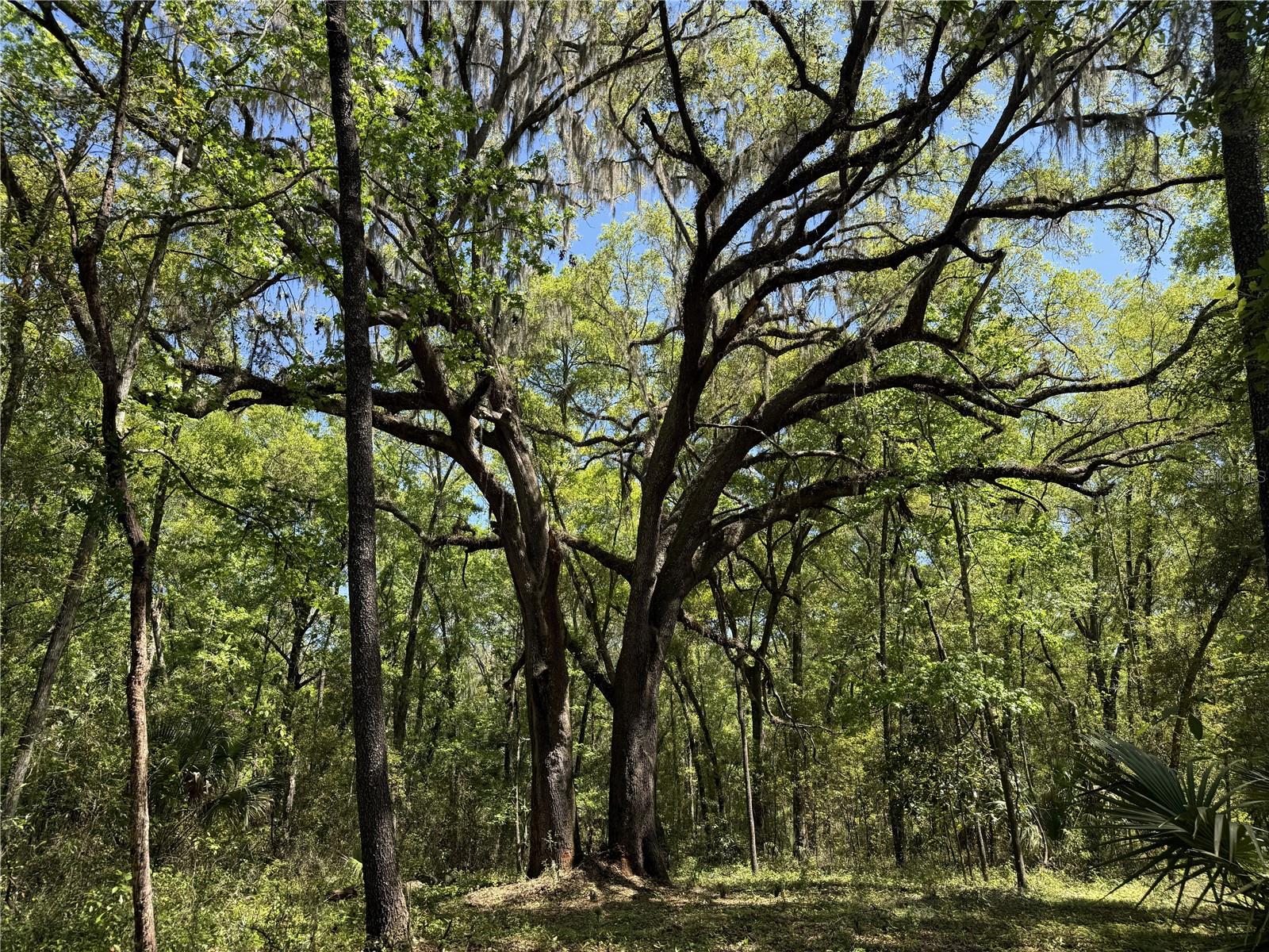 WOH #1 (15ac) NW 193RD ST
