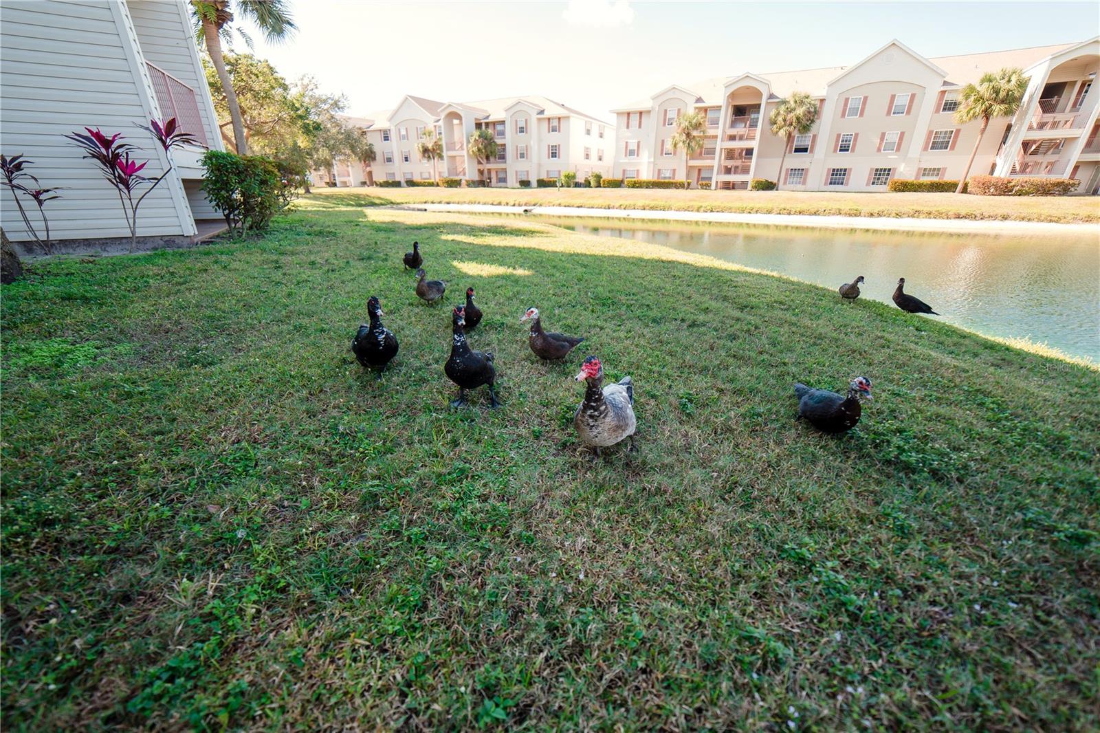 CAPE CORAL COVE CONDO - Residential