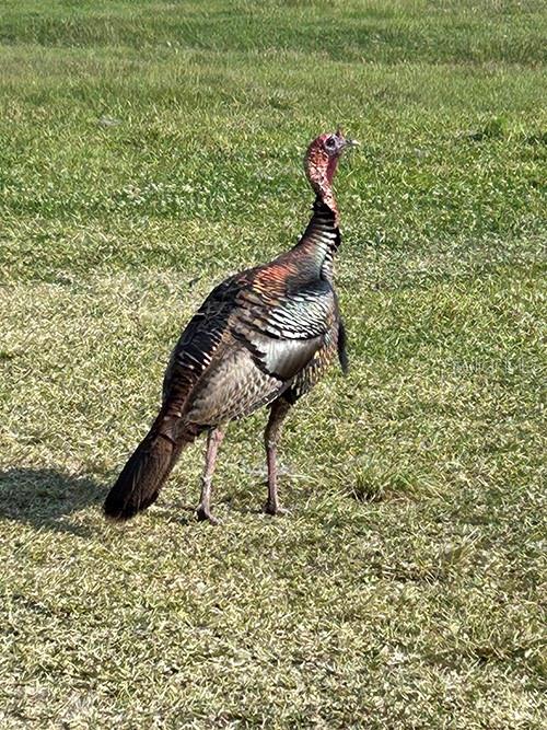 ACREAGE & UNREC - Land