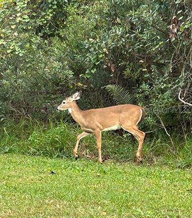 ACREAGE & UNREC - Land