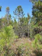 Photo of Salyers Road, Clermont, FL 34714 (MLS # O6078900)