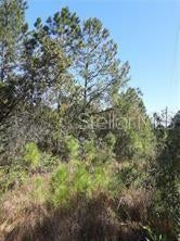 Photo of Salyers Road, Clermont, FL 34714 (MLS # O6078900)