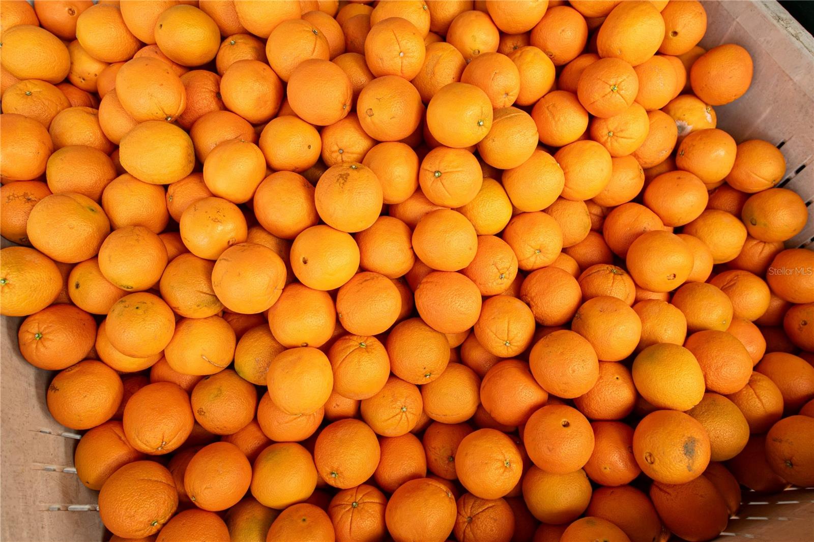 MEADOWBROOK RANCHES - Residential