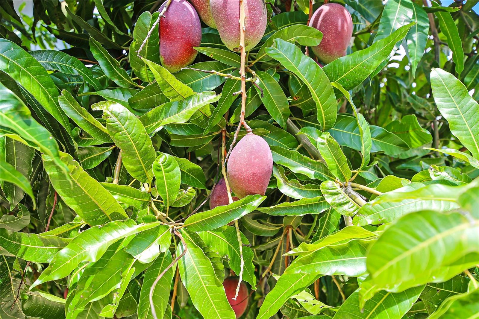 SOUTH BAY - Residential