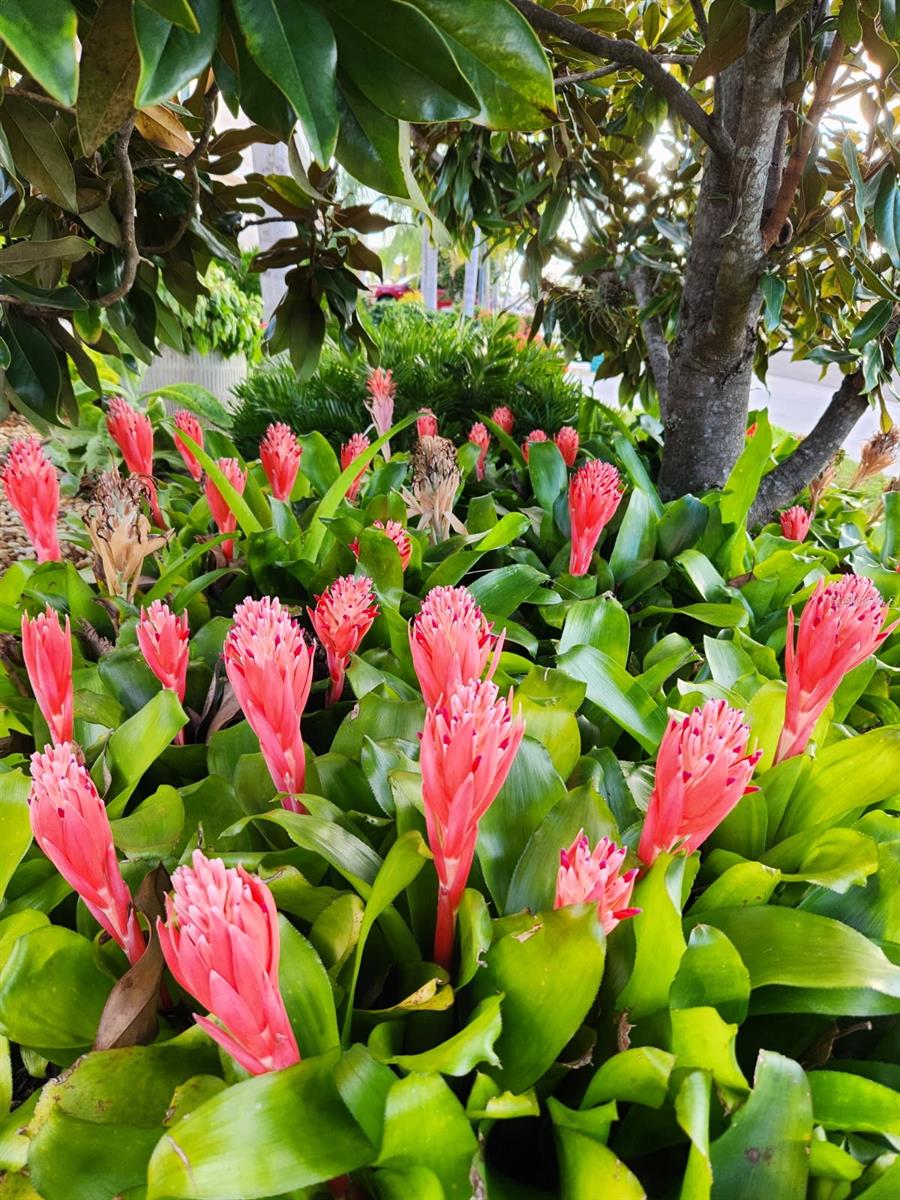 VENTURA VILLAGE - Residential