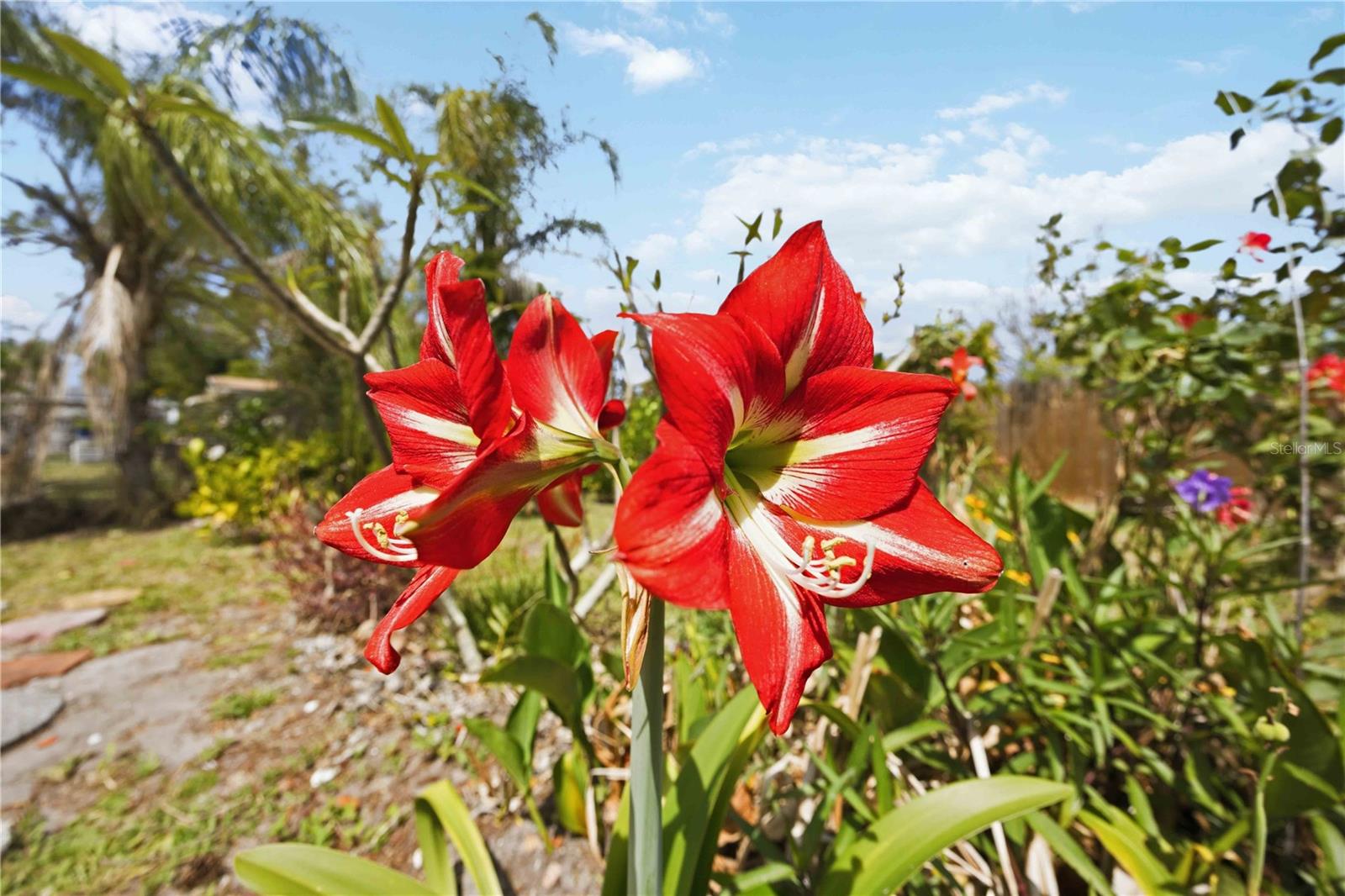 BEACH VILLAGE - Residential
