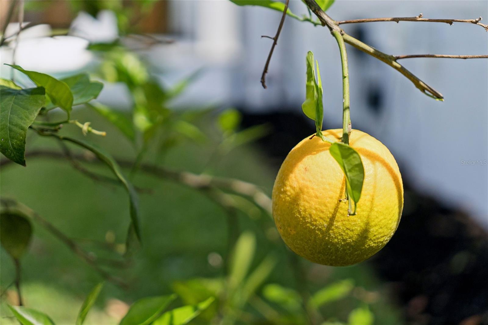 DIXIE TERRACE - Residential