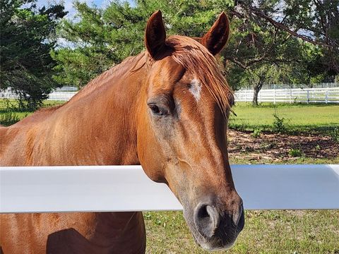 Tiny photo for 10532 SW 27th Avenue, Ocala, FL 34476 (MLS # OM717160)