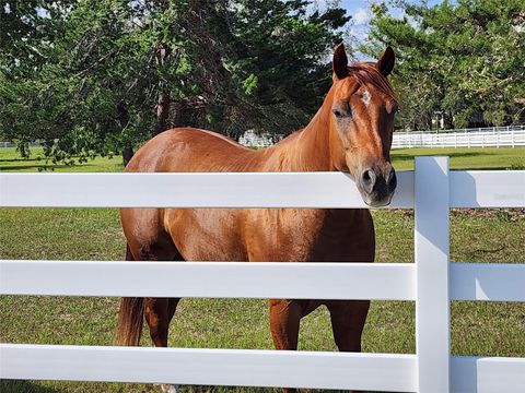 Tiny photo for 10532 SW 27th Avenue, Ocala, FL 34476 (MLS # OM717160)