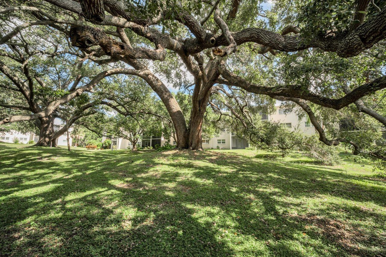 PATRICIAN OAKS - Residential