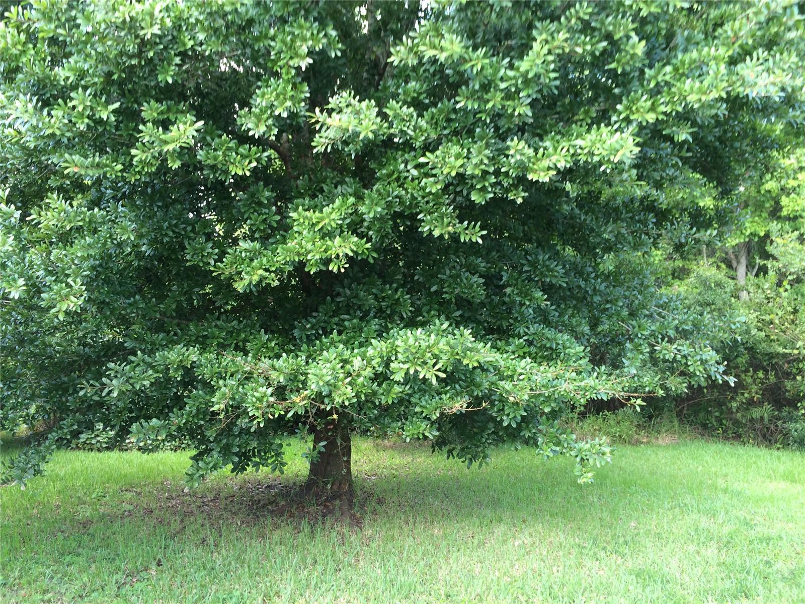 LA VINA PH 02 B - Residential Lease