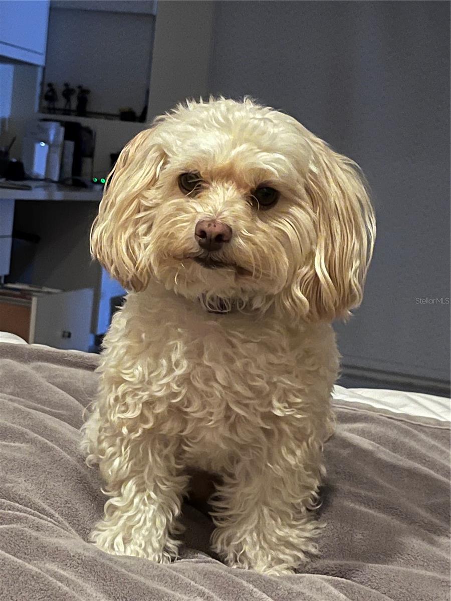 SAINT ARMANDS DIV JOHN RINGLING ESTATES - Residential