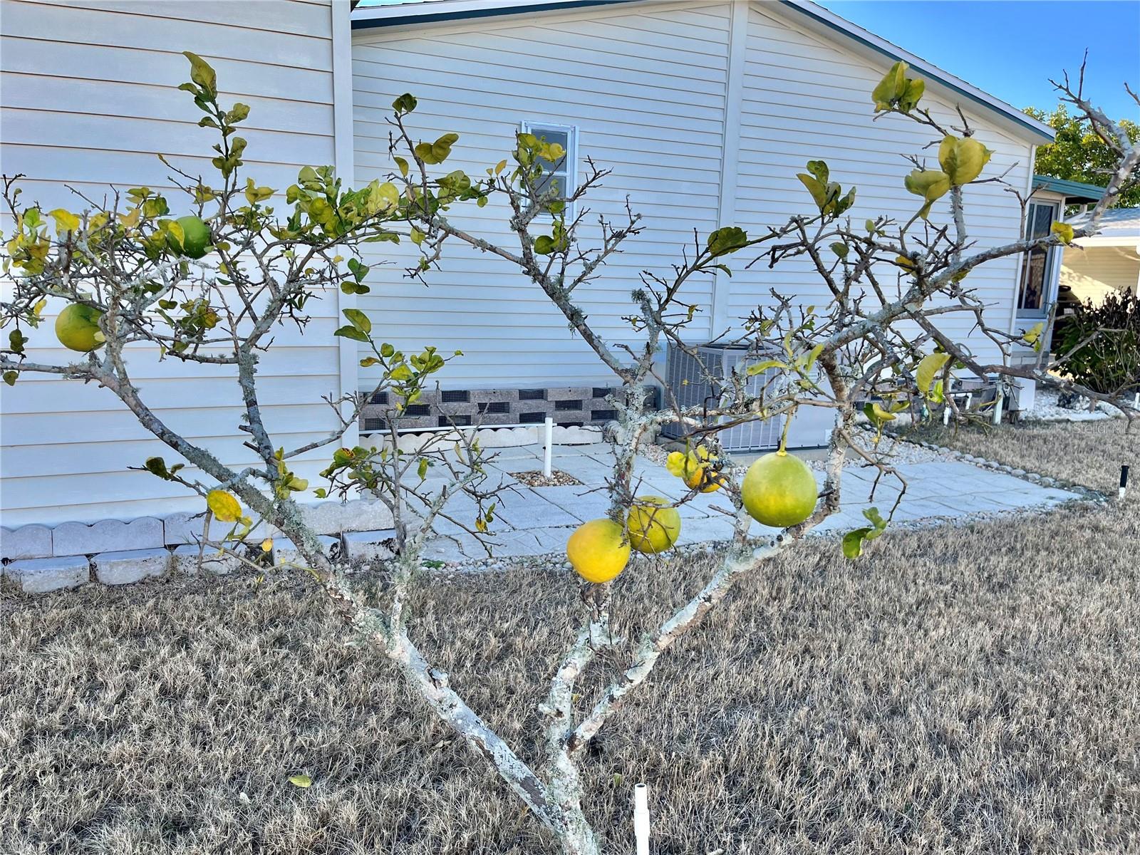 GOLD TREE CO-OP - Residential