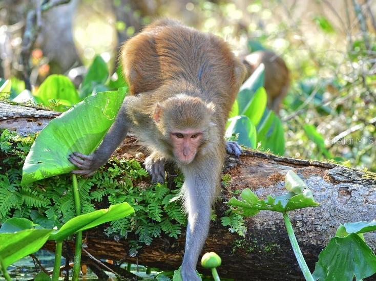 MARION OAKS UN 03 - Residential