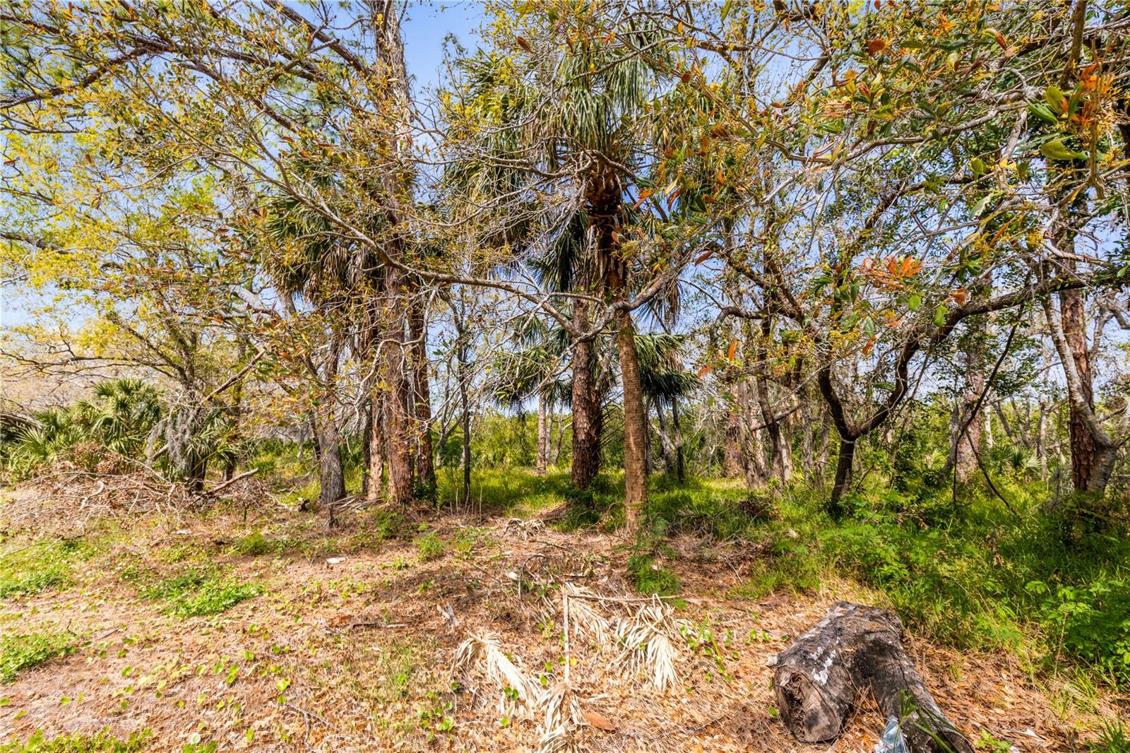 WEST OLDSMAR SEC 1 - Land