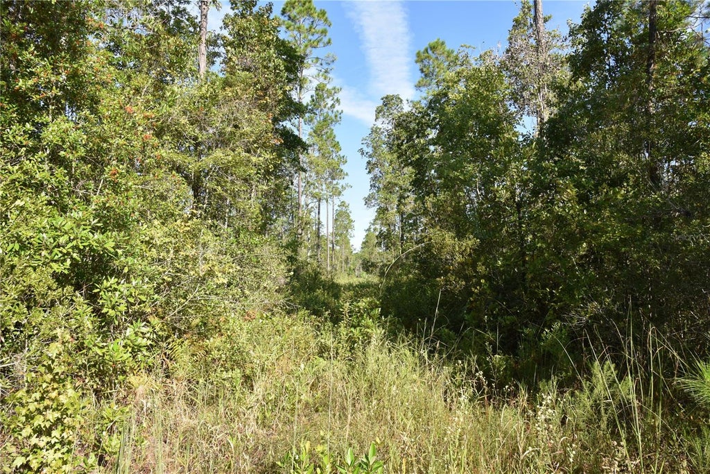 Photo of Off NE 212th St., Fort Mccoy, FL 32134 (MLS # OM733212)