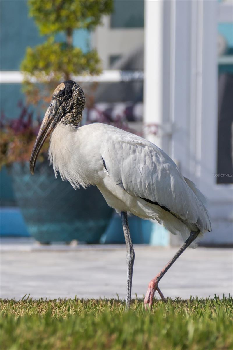 SOUTH VENICE - Residential