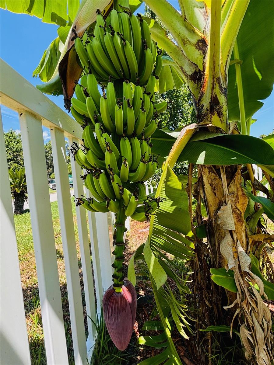 ROSELLA PARK - Residential