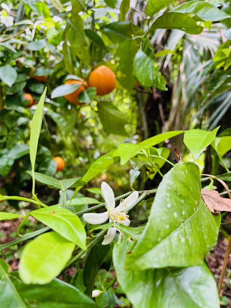 ROSELLA PARK - Residential