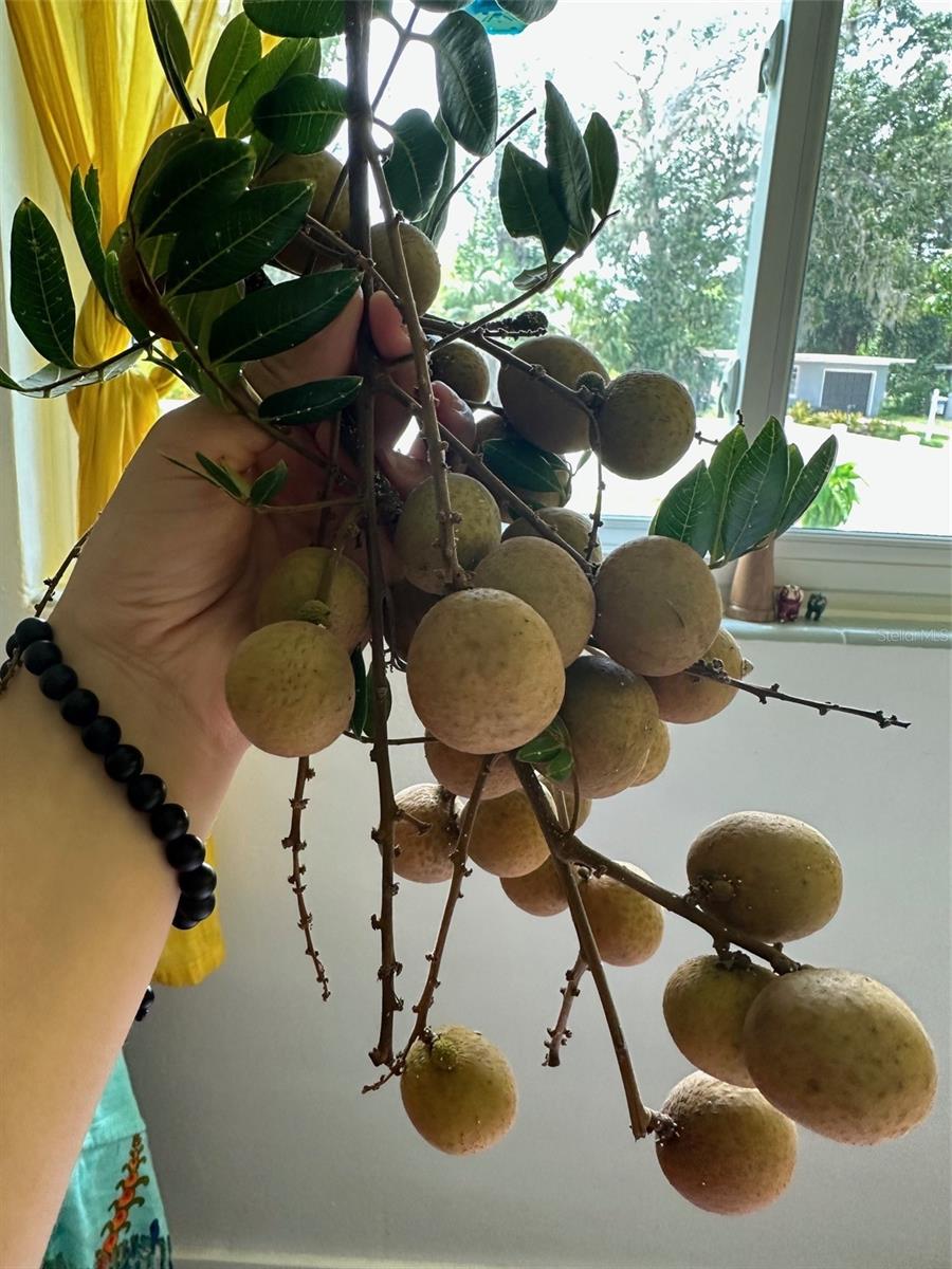 ROSELLA PARK - Residential