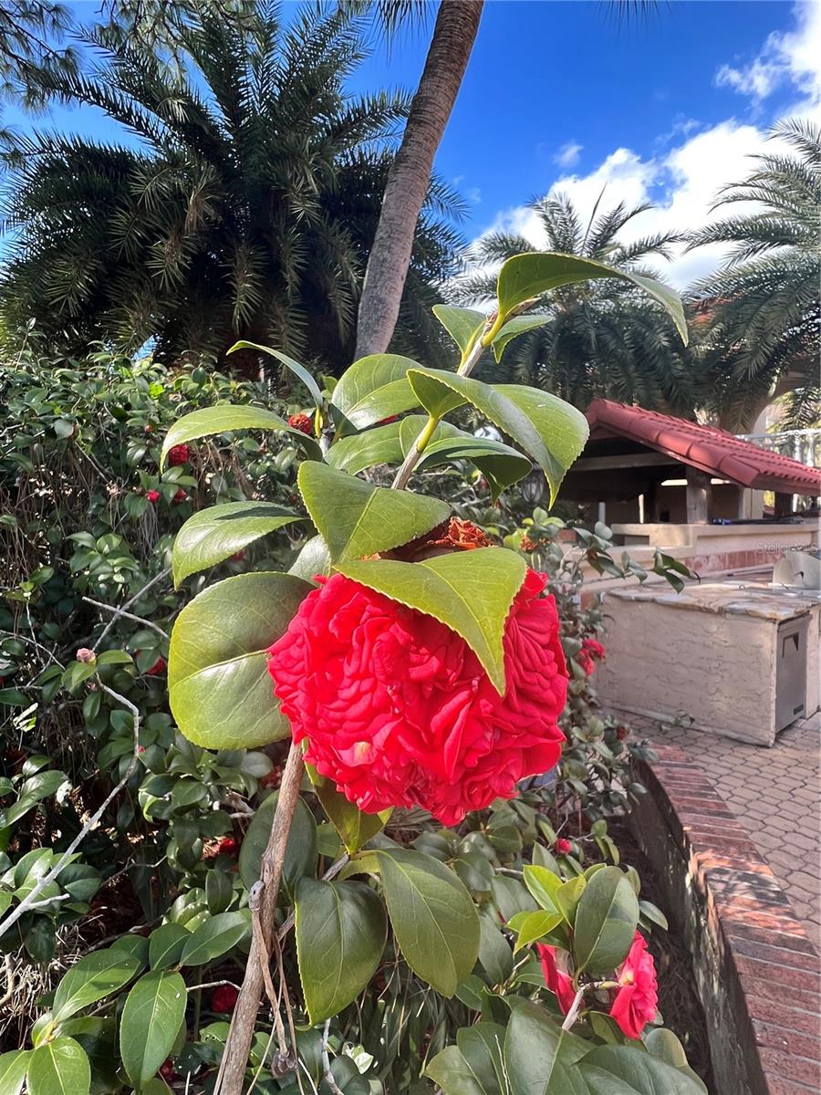 HOWEY GRIFFIN VILLAGE - Residential