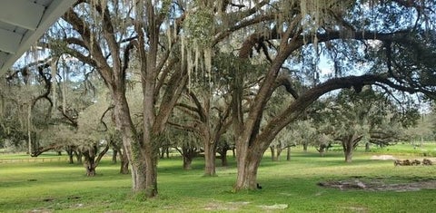 Tiny photo for 15151 NW 162nd Terrace, Williston, FL 32696 (MLS # OM731200)