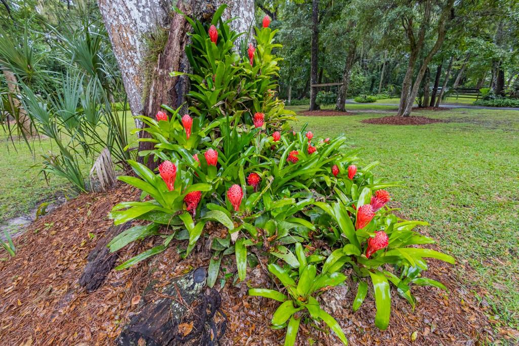 FLORIDA ORANGE GROVE - Residential