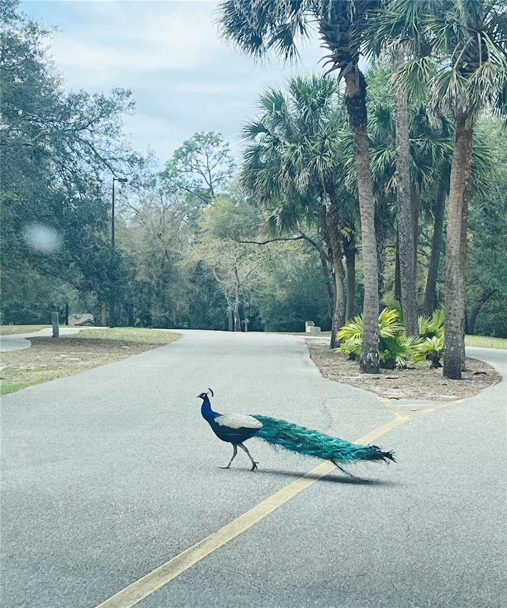 CROWN OAKS 1ST ADD - Residential