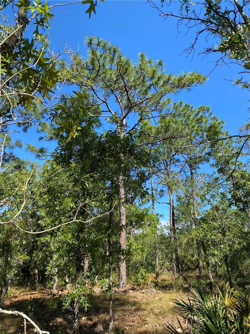 Photo of Masked Duck Road, Brooksville, FL 34614 (MLS # TB8416627)
