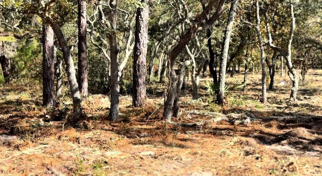 Photo of Masked Duck Road, Brooksville, FL 34614 (MLS # TB8416627)