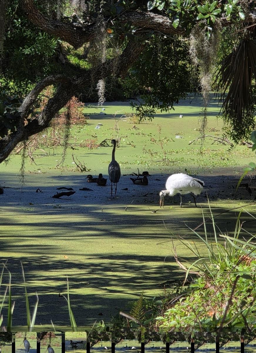 CEDAR HAMMOCK - Residential