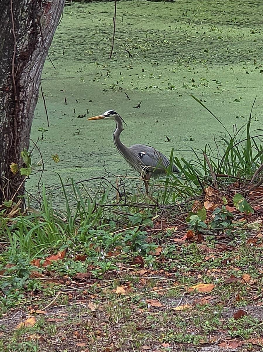 CEDAR HAMMOCK - Residential