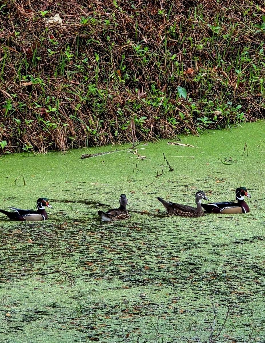 CEDAR HAMMOCK - Residential