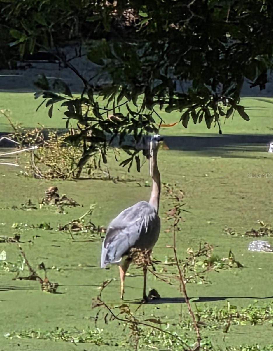 CEDAR HAMMOCK - Residential