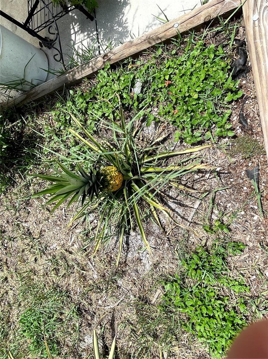 SEMINOLE HEIGHTS - Residential