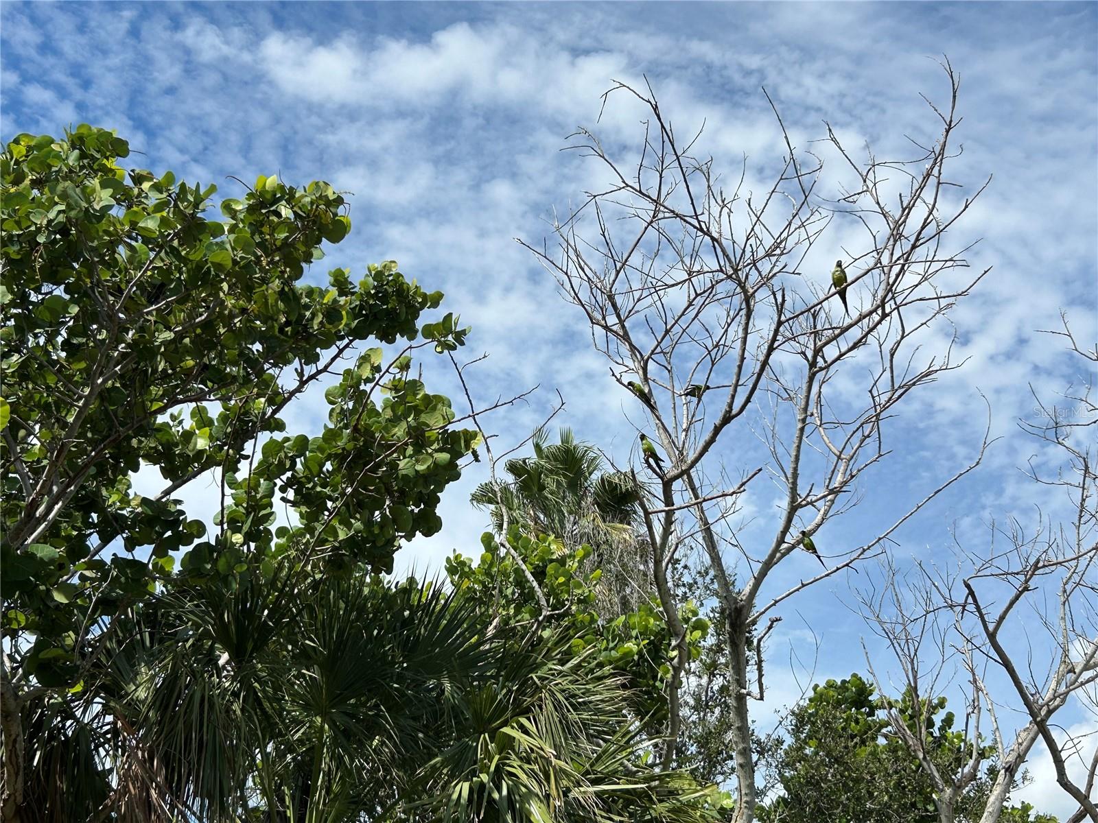 SCHUCKERT PLACE - Land