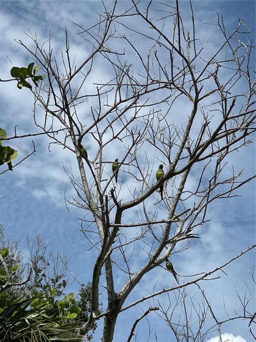 SCHUCKERT PLACE - Land