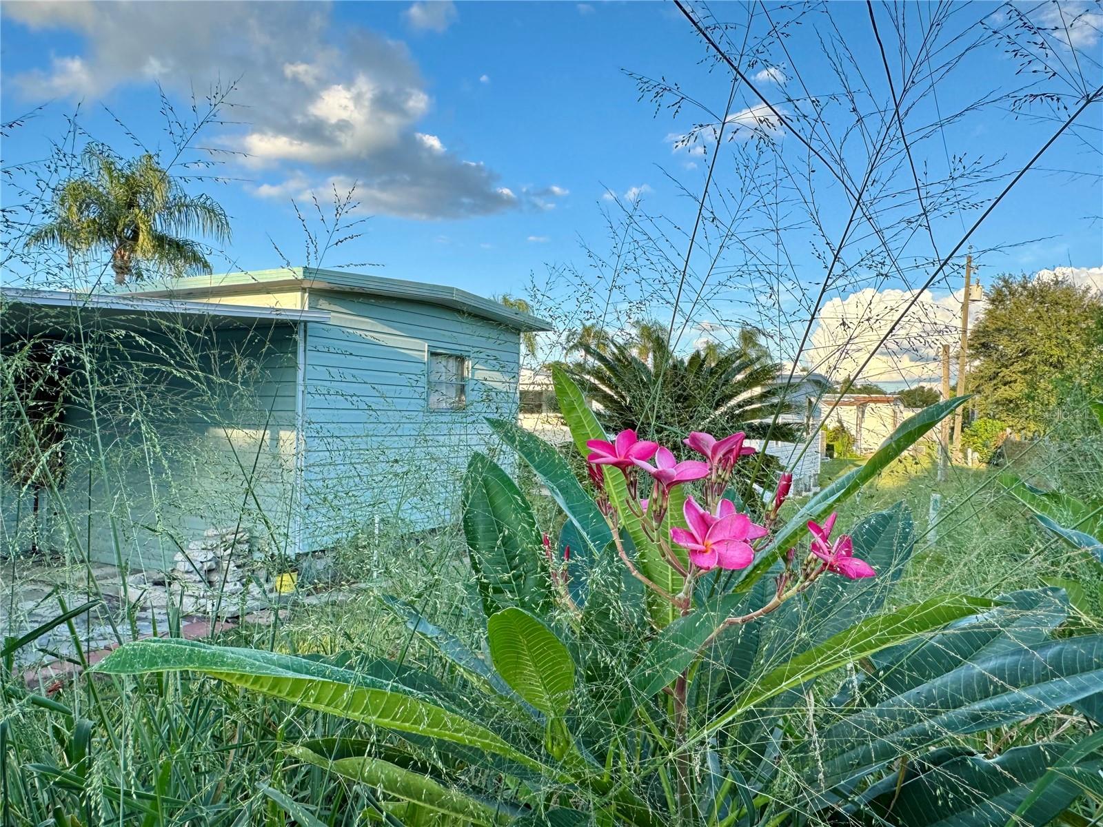 DUNEDIN PALMS UNREC - Residential
