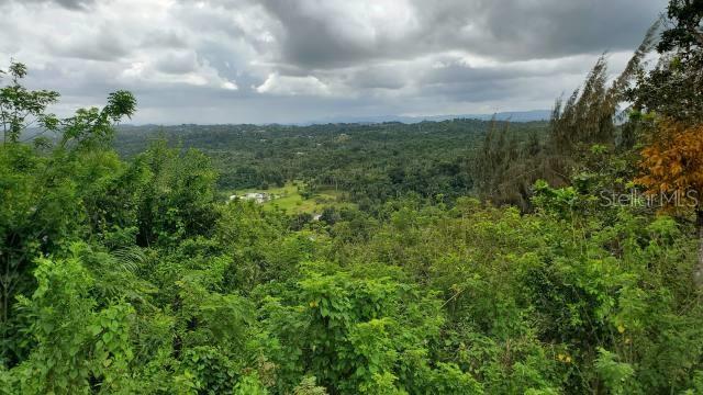 VEGA ALTA LAND 38 ACRES - Land