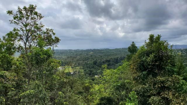 VEGA ALTA LAND 38 ACRES - Land