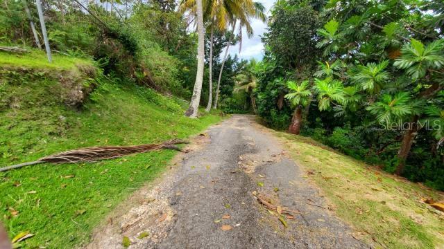 VEGA ALTA LAND 38 ACRES - Land