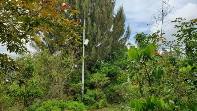 VEGA ALTA LAND 38 ACRES - Land