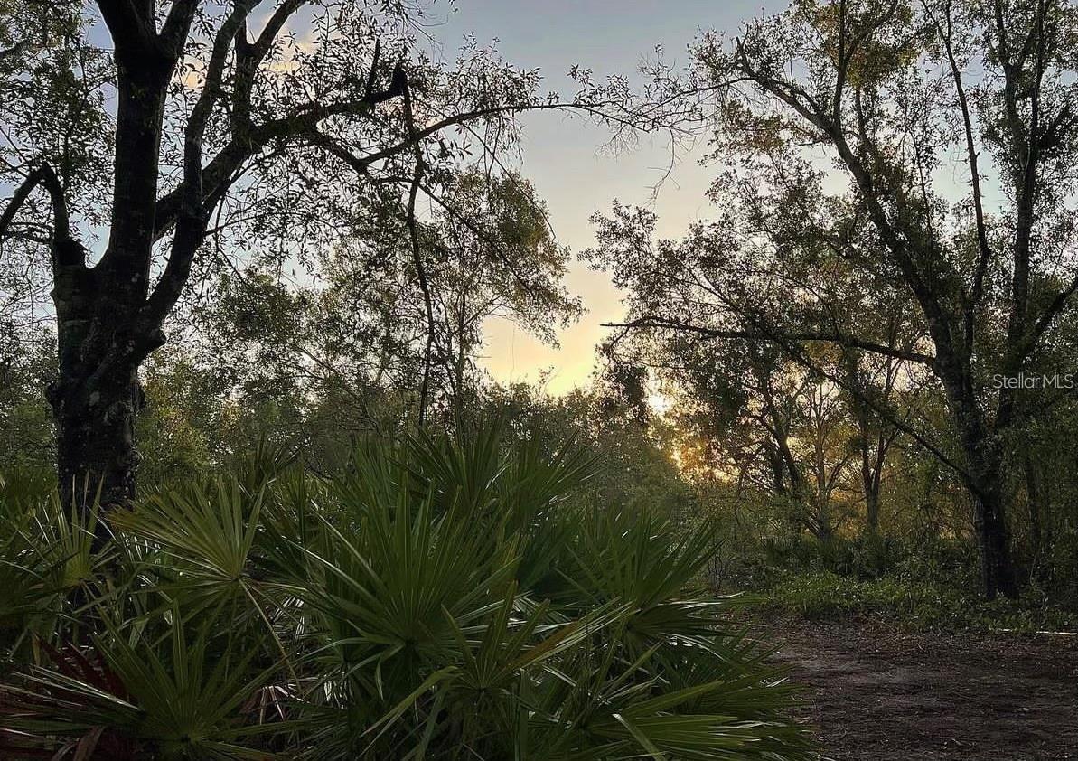 MEADOWS/ARCADIA - Land