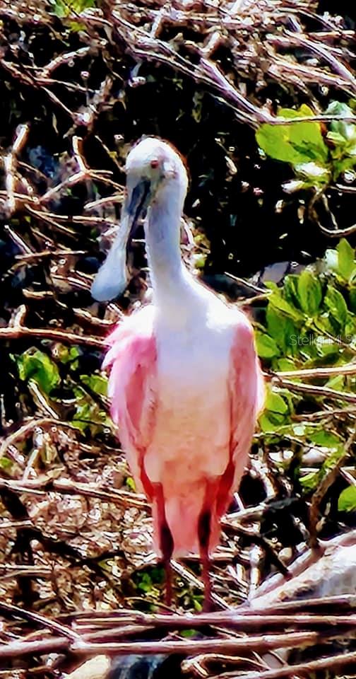 VERONA RESERVE - Residential