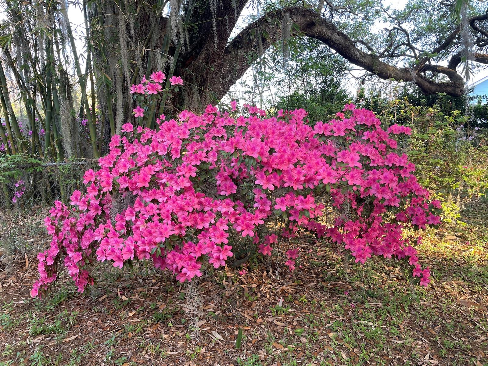 PALMETTO PARK REV - Residential