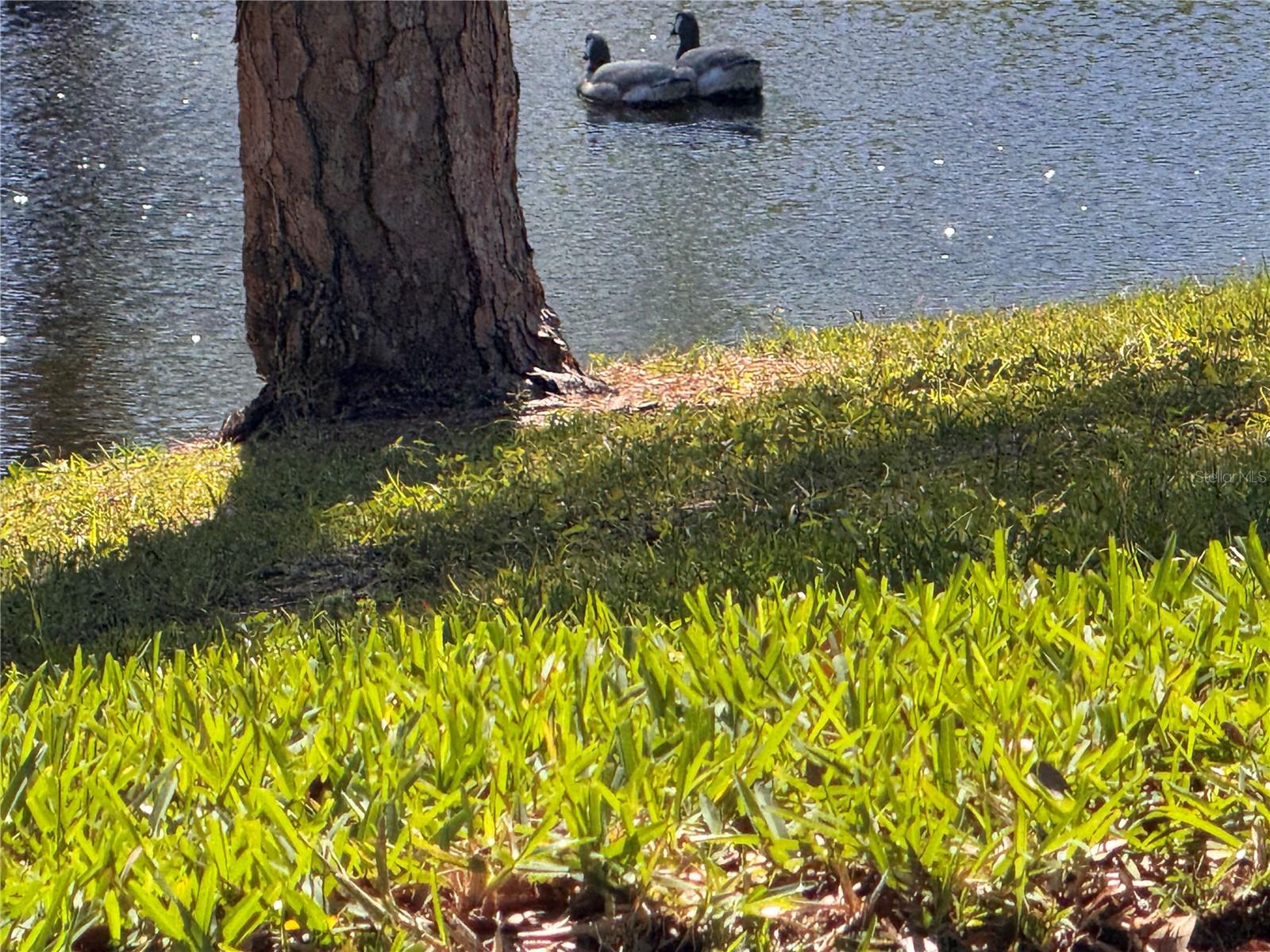 GREEN DOLPHIN PARK CONDO - Residential