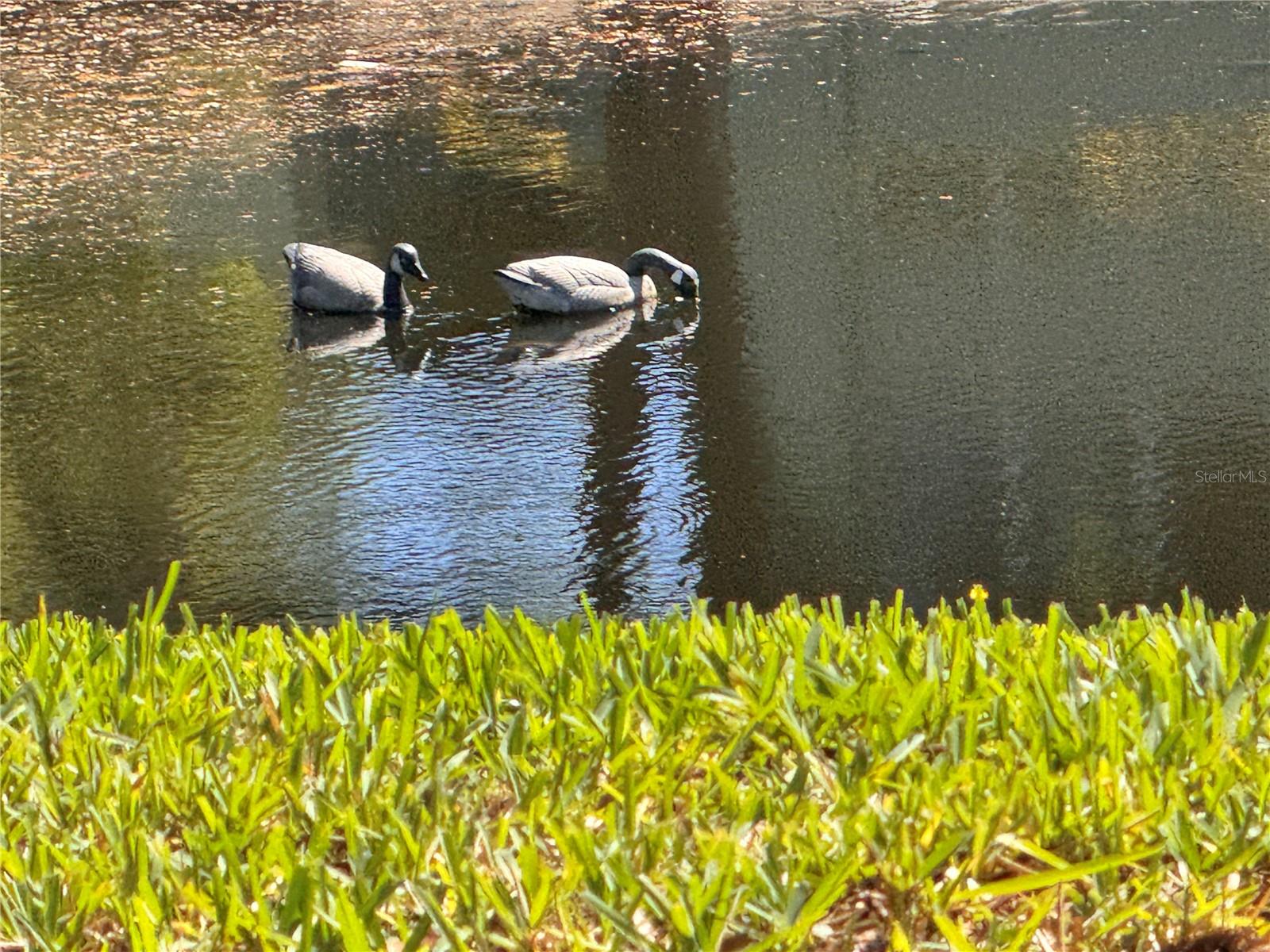 GREEN DOLPHIN PARK CONDO - Residential